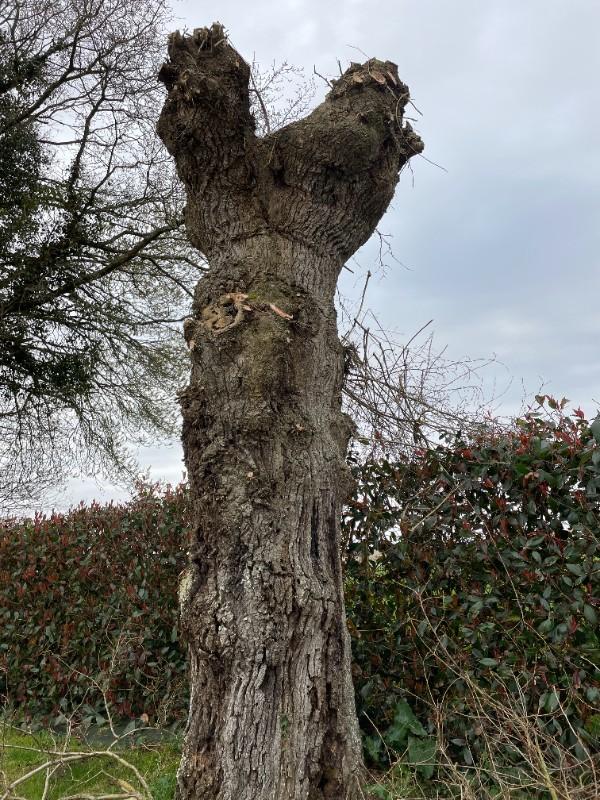 entreprise paysagiste