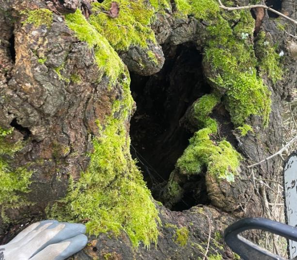 Paysagiste Les Sorinières   