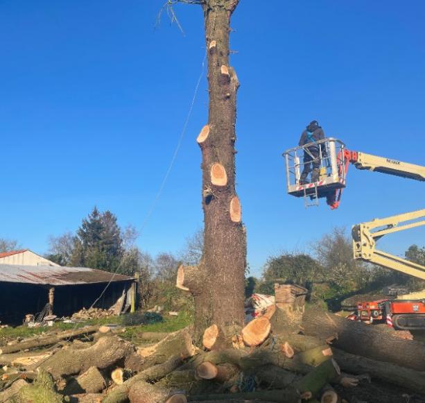 Abattage arbre Rouans