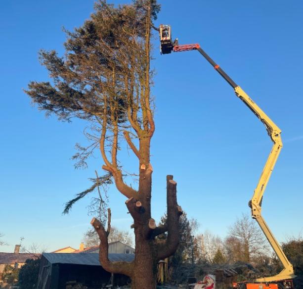  Élagage arbre Rouans
