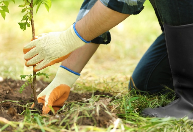Donner vie à votre jardin